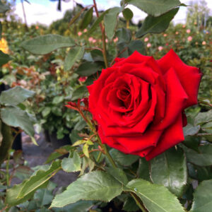 Роза Ред Наоми (Red Naomi) 1