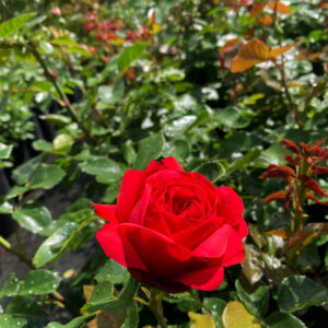 Роза Ред Пиано (Red Piano) 1