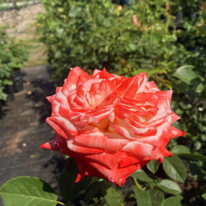 Роза Императрица Фарах (Imperatrice Farah) 1